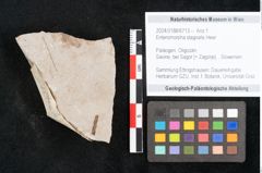 Foto (Objekt + Etikett) von Enteromorpha stagnalis Heer (NHMW-GEO-2024-0188-6713)